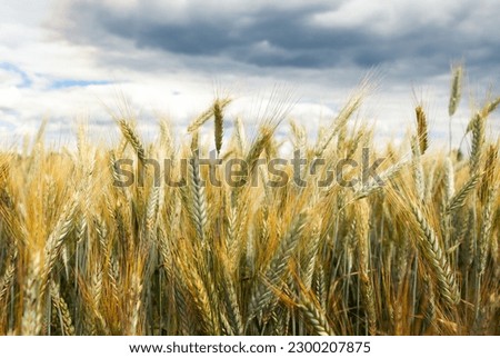 Rural landscape. Close-up of rye ears, a field of ripening rye on a summer day.Against the background of a cloudy sky, on a cloudy day. Rich harvest idea, harvest time concept.