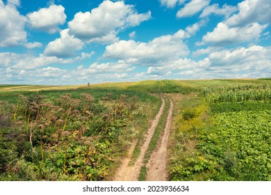 Rural landscape with dirt country road  in summer. Top view