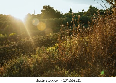 Rural Landscape With Dried Bushes And Trees Next To A Plowed Ground At Sunset, In A Farm Near Elvas. A Gracious Star-shaped Fortress City On The Easternmost Frontier Of Portugal.