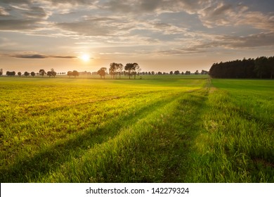 Rural Landscape. Field And Grass