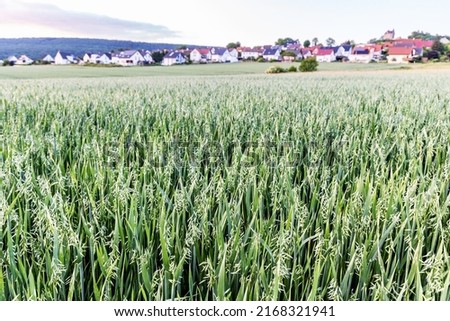 Rural landscape with a field of oats and the town of Schwalenberg in the distance, Germany