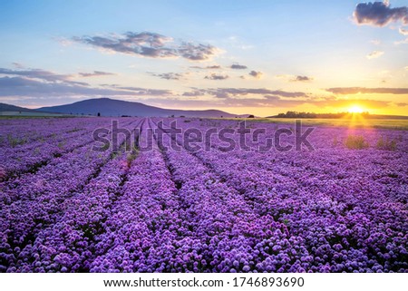 Rural landscape with field of purple blooming garlic on sunset and mount Sleza on background, Lower Silesia, Poland