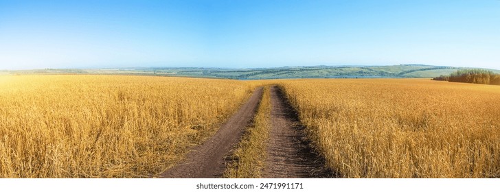 Rural landscape, a field of ripe wheat and a country road in the foreground, as well as a clear blue sky and green hills in the background. Panoramic type of photo. - Powered by Shutterstock