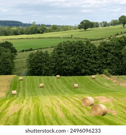 rural landscape of french champagne ardennes region with hay bales in grassy fields  - Powered by Shutterstock