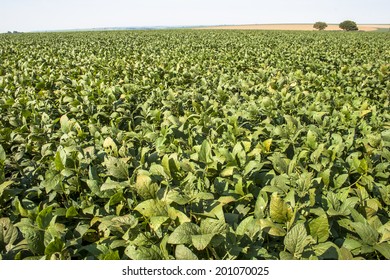 Rural Landscape With Fresh Green Soy Field. Soybean Field, In Tocantins, Brazil.