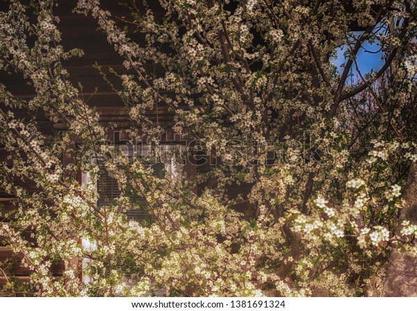 Rural Landscape Front Garden Near Wooden Stock Photo Edit Now