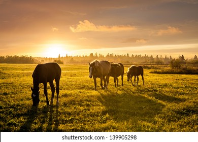 Rural landscape with grazing horses on pasture at sunset - Powered by Shutterstock