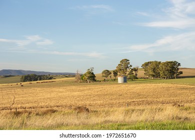 Rural Landscape With Green Hills, Cows, Trees And A Silo