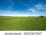 Rural landscape with a green wheat fields in springtime, Padan Plain or Po valley (Pianura Padana, Italian). Mantua province, Lombardy, Italy, southern Europe.