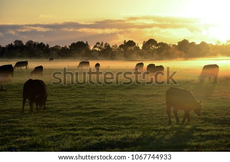 Rural landscape with herd of cows in morning fog at sunrise in Morpeth, NSW, Australia