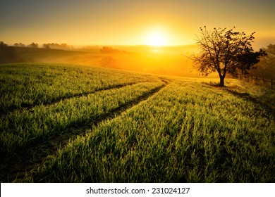 Rural landscape with a hill and a single tree at sunrise with warm light, trails in the meadow leading to the golden sun