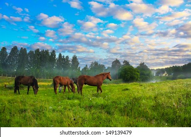 rural landscape with horses being grazed on a pasture 