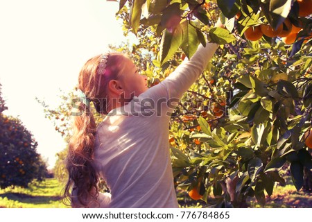 Similar – Image, Stock Photo Woman picking apples with basket in her hands