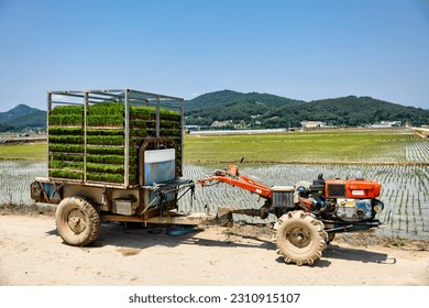 Rural landscape in Korea - the beginning of rice farming, rice planting using a cultivator - Shutterstock ID 2310915107