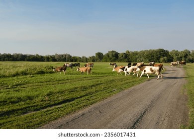 Rural landscape, a large herd of cows crosses a field road, the bank of the Don River, Volgograd region, Russia. - Shutterstock ID 2356017431
