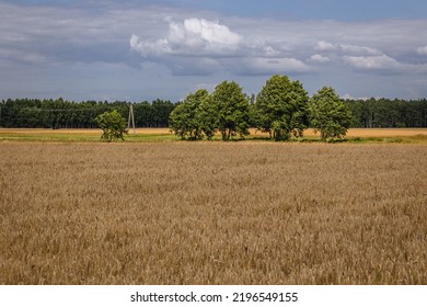 Rural Landscape In Mazowsze Region, Poland