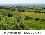 Rural landscape near Velletri, Rome, Lazio, Italy, at summer, with vines and olive trees