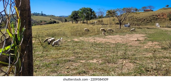 Rural Landscape Of Nelore Sheep And Beef Cattle Ranch In The Countryside Of Brazil