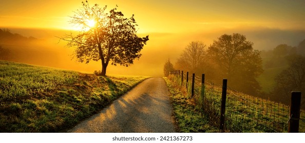 Rural landscape with a path and the silhouette of a lone tree on a meadow at sunrise, mist on the horizon and magnificent gold sunlight