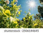 Rural Landscape Potato Field With Young Potato Flowering Blooming Green Vernal Sprouts. Young Green Plantation. Sunshine direct in camera. Agricultural Landscape. Blue Sky Above Potato plants