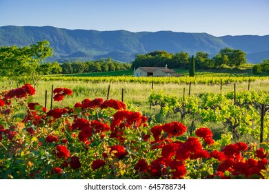 Rural Landscape Of Provence, France: The Vines In The Spring, Red Roses In The Foreground.