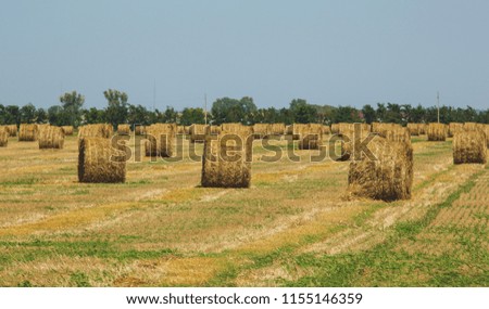 Rural Landscape. Roll of Haystack on the Field. Summer Farm Scenery with Haystack.  Agriculture Concept, Harvest Concept