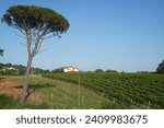 Rural landscape in Sannio, Benevento province, Italy, at summer