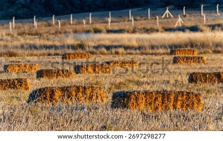 A rural landscape scene with multiple rectangular hay bales resting in a dry harvested field under the warm light of the setting sun