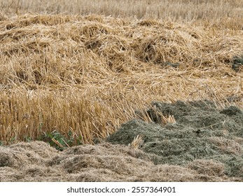 A rural landscape showcasing golden hay fields alongside freshly cut grass clippings. The image captures the textures and colors of agricultural landscapes during harvest season. - Powered by Shutterstock