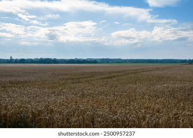 A rural landscape shows a wheat field with ripe golden ears ready for harvesting. Blue sky with clouds and haze on the horizon. Backlight - Powered by Shutterstock