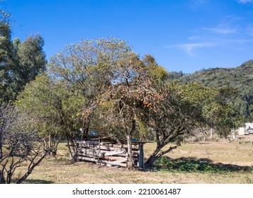 Rural Landscape In Southern Brazil.