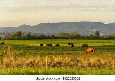 Rural landscape in southern Brazil. Area of farms where cattle breeding takes place in extensive areas. Heads of cattle feeding on livestock farm. Beef cattle. Agricultural production.