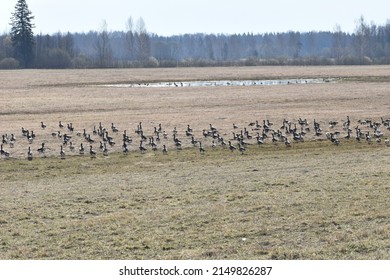 Rural landscape in spring with a bevy of white-fronted geese (Anser albifrons) - Shutterstock ID 2149826287