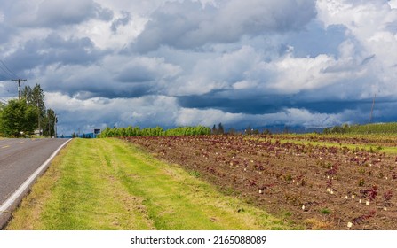 Rural Landscape Stormy Weather And Fields Oregon State.