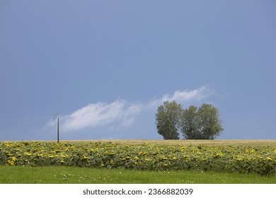 rural landscape in summer with sunflower field against stormy sky background - Shutterstock ID 2366882039