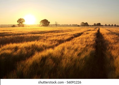 Rural landscape of sunrise over the fields of grain on the first day of summer. - Powered by Shutterstock