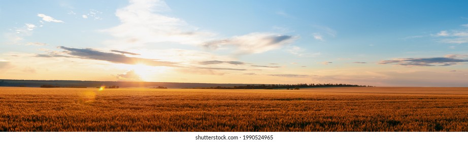 Rural landscape sunset over wheat field banner panoramic