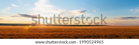 Rural landscape sunset over wheat field banner panoramic