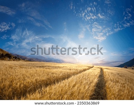 Rural landscape with tractor road in wheat field