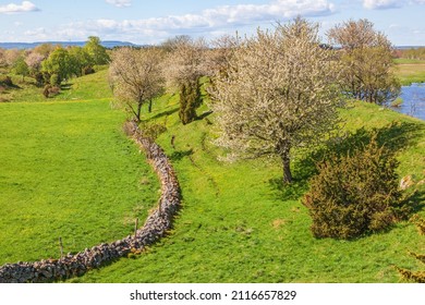 Rural landscape view with cherry blossom on a esker - Shutterstock ID 2116657829