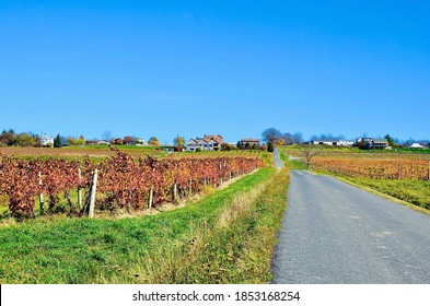 Rural Landscape With Vineyards, Road, And Winery Farmhouses As The Background, In The Finger Lakes Wine Country, New York.  End Of Harvest Season And Transition To From Autumn To Winter. 