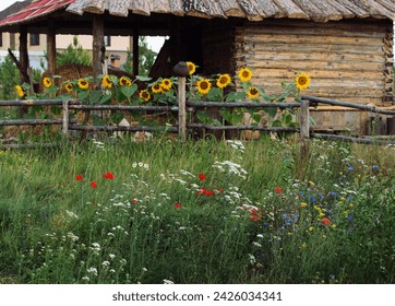 Rural landscape. White yarrow, red poppies, blue cornflowers in green grass. In the background, a fence with an earthenware jug and yellow sunflowers against the backdrop of a wooden house. Wildflower