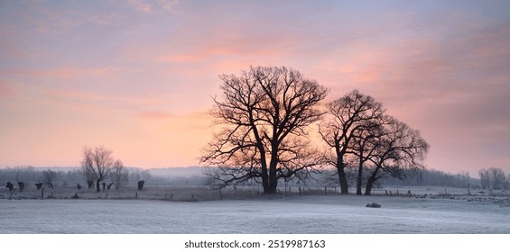 Rural Landscape in Winter with Oak and Willow Trees in Field covered by Hoar Frost - Powered by Shutterstock