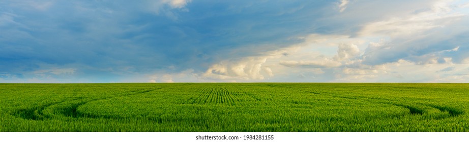 Rural landscape young wheat field and sky with clouds panoramic banner. - Powered by Shutterstock