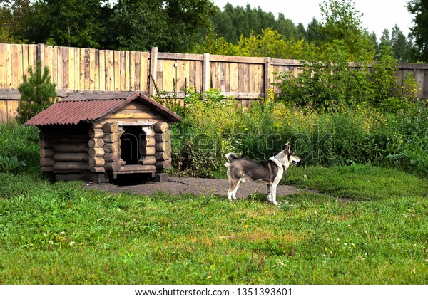 hunting dog house