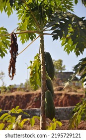 Rural Life In South India. India