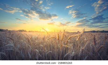 Rural Mississippi Country Wheat Field. A Nice End To A Day In Rural Mississippi. Sunset In A Local Farmers Wheat Field In Tupelo MS