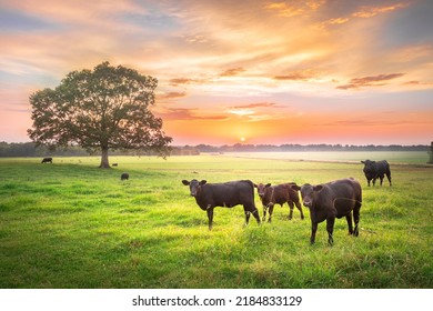 Rural Mississippi Farm Cows At Sunset