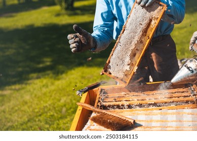 Rural and natural Senior Beekeeper on apiary is working with bees and beehives on the apiary to collect honey from hives. Beekeeping and harvesting honey concept. Beekeeper with bee smoker. - Powered by Shutterstock