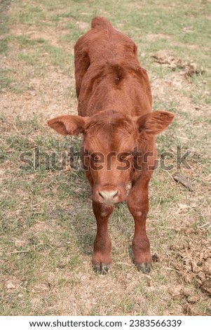 Rural non-urban scene on a farm of a cute red Angus calf standing in the pasture looking up at the camera.